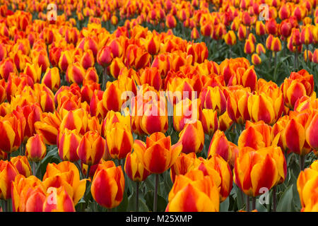 Champ de tulipes en fleurs de tulipes orange dans le domaine de Bollenstreek, connu pour la production de bulbes à fleurs de printemps, Pays-Bas Banque D'Images