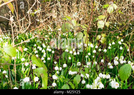 Perce-neige Banque D'Images