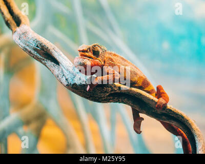 Caméléon est lézard qui est largement connu pour sa capacité de camouflage. Il peut y avoir deux pieds de vos yeux, tout en restant totalement inaperçu. Orang Banque D'Images