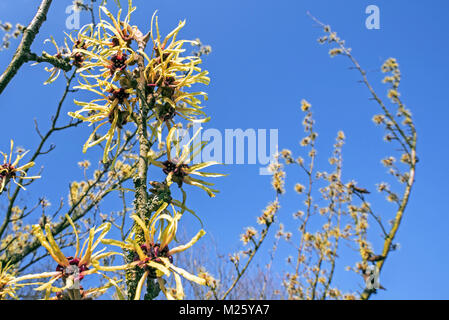 L'hamamélis (Hamamelis hybride × intermedia Pallida) arbuste à feuilles caduques, montrant des fleurs jaunes en hiver / début du printemps Banque D'Images