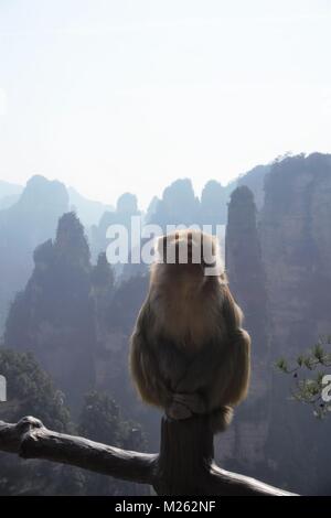 Portrait d'un singe en face de montagnes en Chine assis sur main courante Banque D'Images