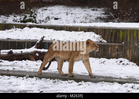 Madrid, Espagne. 05 févr., 2018. L'Asiatic lion (Panthera leo leo) situés dans la neige au zoo de Madrid. Credit : Jorge Sanz/Pacific Press/Alamy Live News Banque D'Images