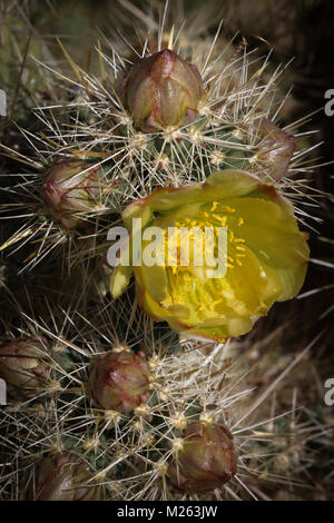 Close-up d'une seule ouverture au milieu des fleurs chartreuse bourgeons sur une tortue à cholla cactus dans l'Anza-Borrego Desert State Park en Californie au printemps. Banque D'Images