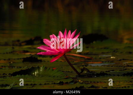 L'Indonésie. 05 févr., 2018. Le lotus (Nymphaea) est le nom de genre pour les plantes aquatiques de la tribu Nymphaeaceae. En anglais connu sous le nom de NÉNUPHAR nénuphar ou. En Indonésie, le lotus est également utilisé pour désigner les plantes du genre Nelumbo (Lotus). Credit : Sabirin Manurung/Pacific Press/Alamy Live News Banque D'Images