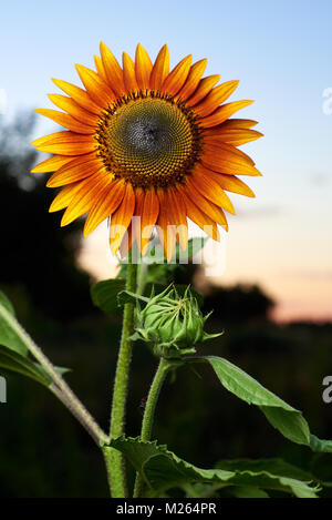 De gros plan montrant fleur et fleur de soleil du soir, le tournesol. Banque D'Images