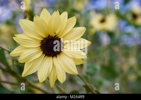 Blanc italien de plus en plus de tournesol dans le jardin. Banque D'Images