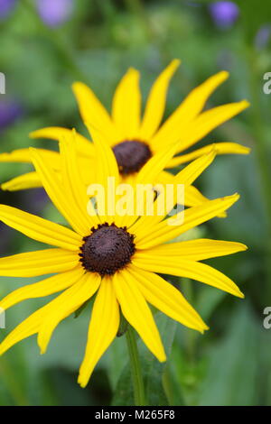 Rudbeckia fulgida var. sullivantii 'Goldsturm', une plante herbacée vivace d'échinacée,dans un jardin frontière contre l'Geranium 'Buxton Blue', UK Banque D'Images