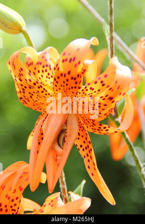 Lilium lancifolium 'Flore Pleno, ou Double Tiger Lily, en fleurs dans un jardin anglais par un beau jour d'été (août), Royaume-Uni Banque D'Images