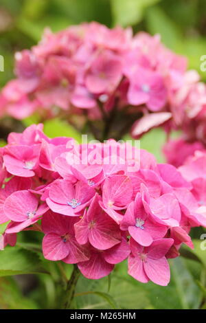 L'Hydrangea macrophylla Greenfire magique' dans le jardin de fleurs, UK Banque D'Images