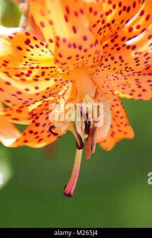 Lilium lancifolium 'Flore Pleno, ou Double Tiger Lily, en fleurs dans un jardin anglais par un beau jour d'été (août), Royaume-Uni Banque D'Images