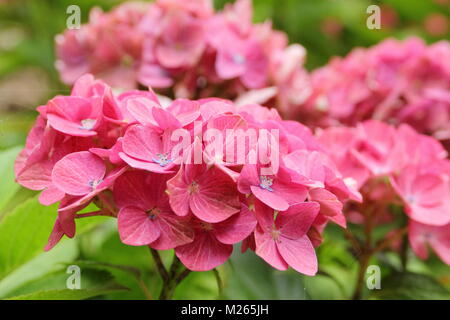 L'Hydrangea macrophylla Greenfire magique' dans le jardin de fleurs, UK Banque D'Images