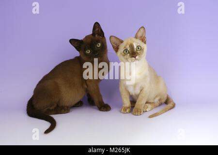 Chocolat et birman Chocolat Tortie Chatons Banque D'Images