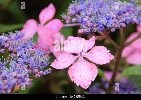 Hydrangea macrophylla 'Mariesii Lilacina', un hortensia lacecap en fleur dans un jardin anglais border en été (août), au Royaume-Uni. Aga Banque D'Images