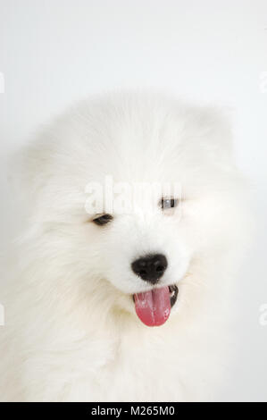 9 semaine vieux Samoyède puppy portrait Banque D'Images