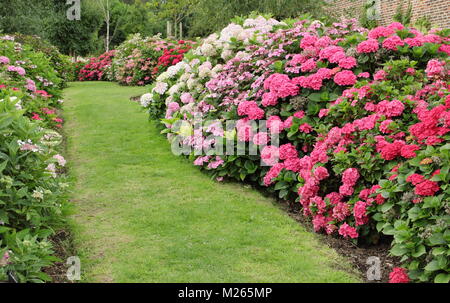 Une partie de la collection d'hortensias dans le jardin clos à Darley Park, Derby, East Midlands, Angleterre, RU en été (août) Banque D'Images