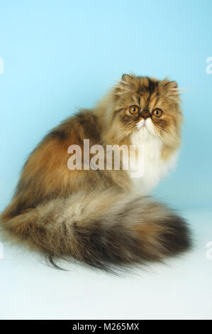 Tortie tabby et blanc chat persan looking at camera Banque D'Images