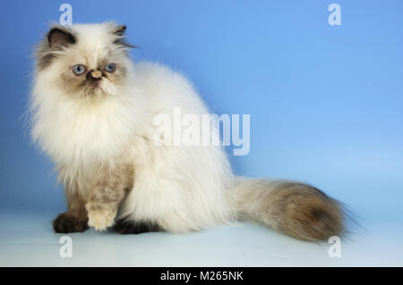 Seal Tortie colourpoint cat, vue de côté. (Alias : Persian ou Himalayan) Banque D'Images