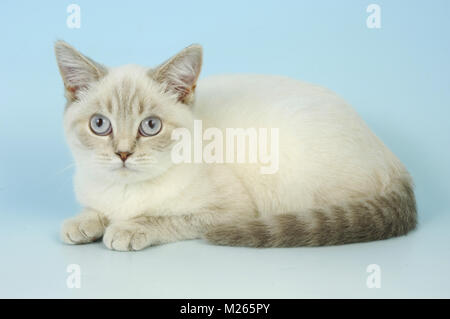 Young British shorthair, lilac tabby colourpoint Banque D'Images