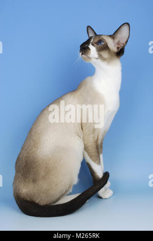 Seal et blanc oriental chat, assis sur fond bleu Banque D'Images