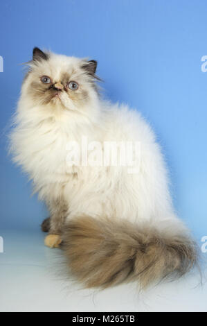 Seal Tortie colourpoint colourpoint, chat assis. (Alias : Persian ou Himalayan) Banque D'Images