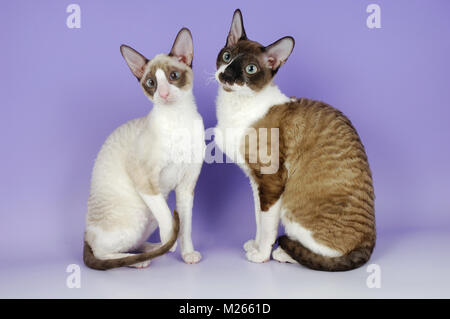 Deux chats Cornish Rex ensemble Banque D'Images