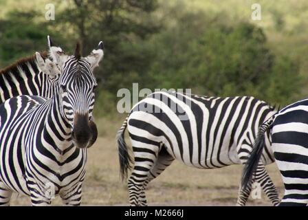 Le groupe zebra en kenya safari Banque D'Images