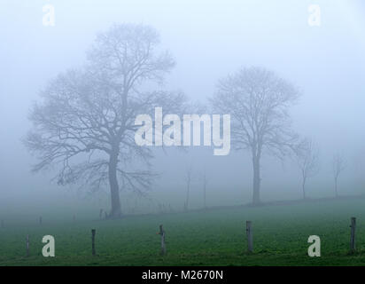 La campagne avec des arbres dans la brume (nord Mayenne, Pays de la Loire, France). Banque D'Images