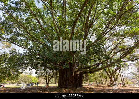 Ficus elastica Ficus (arbre), aka arvore-da-borracha, falsa seringueira, caoutchouc fig. r, bush, avec des racines aériennes à Parque (PARC) Ibirapuera, Brésil Banque D'Images