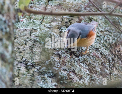 Sittelle Torchepot (Sitta europaea) appuyer machinalement sur un arbre en hiver dans le West Sussex, Angleterre, Royaume-Uni. Banque D'Images