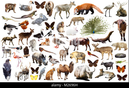 Collection de différents oiseaux, mammifères et reptiles d'Asie isolé sur fond blanc Banque D'Images