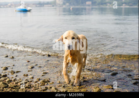 Golden retriever dog se baigne dans le Lac Majeur, Angera, Lombardie, Italie Banque D'Images
