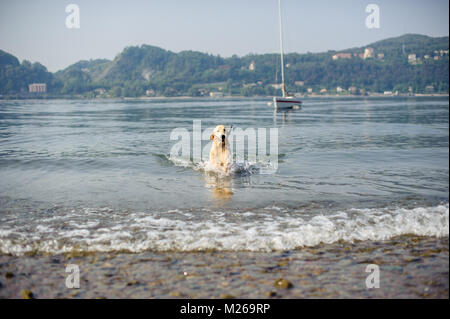 Golden retriever dog se baigne dans le Lac Majeur, Angera, Lombardie, Italie Banque D'Images