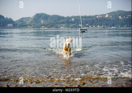 Golden retriever dog se baigne dans le Lac Majeur, Angera, Lombardie, Italie Banque D'Images