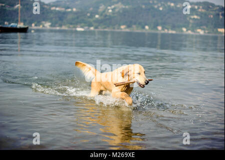 Golden retriever dog se baigne dans le Lac Majeur, Angera, Lombardie, Italie Banque D'Images