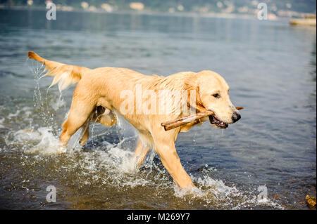 Golden retriever dog se baigne dans le Lac Majeur, Angera, Lombardie, Italie Banque D'Images