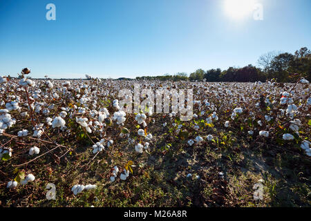 Champ de coton dans le sud de l'Alabama Banque D'Images