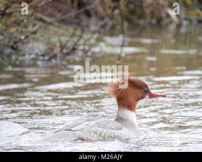 Une femelle harle bièvre (Mergus merganser) nager sur la criminalité au lac Daisy Nook Country Park sous la pluie Banque D'Images