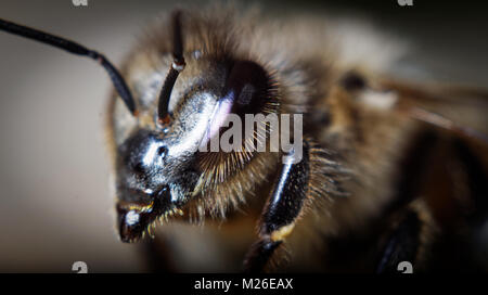 Honey Bee macro Banque D'Images