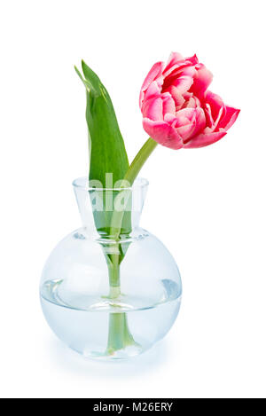 Tulipes rouges dans un vase de verre isolé sur fond blanc. Banque D'Images