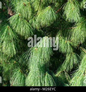 Fond naturel de branches d'épinette. Banque D'Images