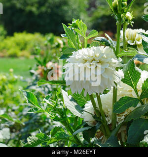 Dahlia blanc sur le parterre de l'été dans le magnifique parc. Se concentrer sur la fleur. Banque D'Images