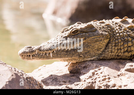 Vue sur un paresseux ou alligator crocodile Banque D'Images