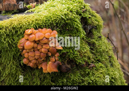 La queue de velours (Colybie a), Physalacriaceae Banque D'Images