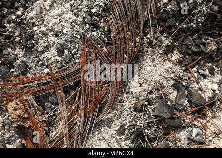 La carcasse métallique de l'holocauste en caoutchouc automobile pneu. Close up texture de Metall induit. Contexte Suite à l'incendie de pneus Banque D'Images