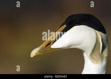 Les hommes de l'Eider à duvet (Somateria mollissima), Drake Banque D'Images