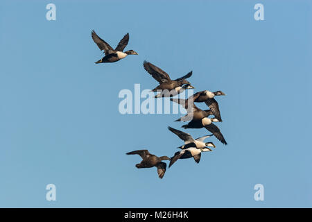 Un troupeau d'Eider à duvet neuf mâles, femelles et juvéniles (Somateria mollissima), Drake Banque D'Images