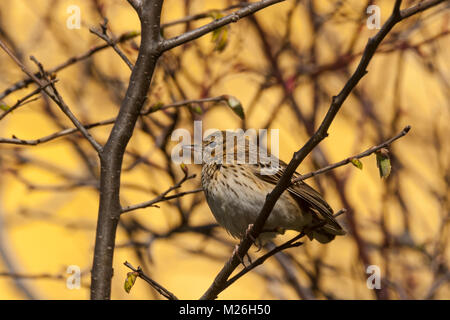 Pipit des arbres (Anthus trivialis) Banque D'Images