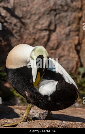 Les hommes de l'Eider à duvet (Somateria mollissima), Drake Banque D'Images