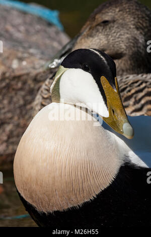 Mâle et femelle de l'Eider à duvet (Somateria mollissima), Drake Banque D'Images