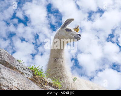 Regarde un lama contre un nuage ciel bleu tacheté (lama glama) Banque D'Images